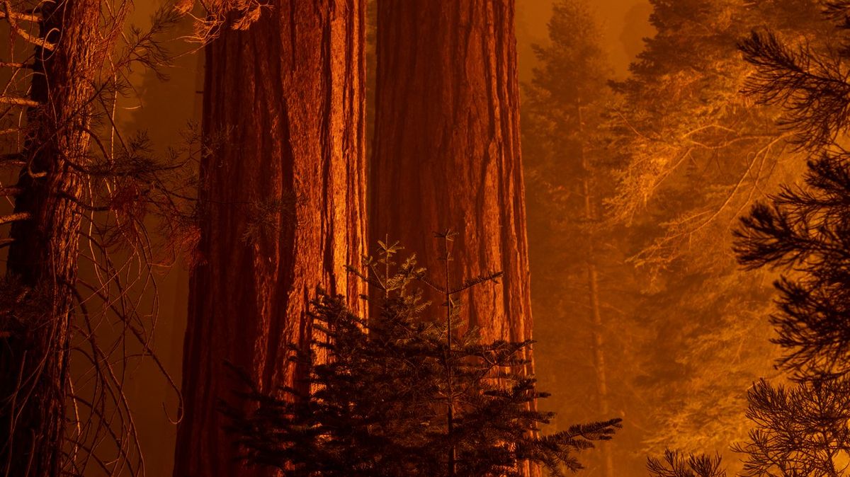 Fotky: Největší stromy světa jsou v nebezpečí. Dostaly hliníkovou přikrývku